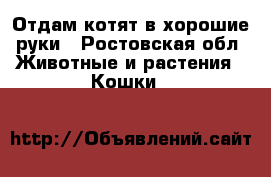Отдам котят в хорошие руки - Ростовская обл. Животные и растения » Кошки   
